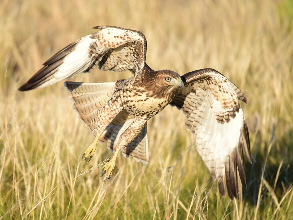 Juvenile red-tailed hawk swooping down with wings raised and talons forward