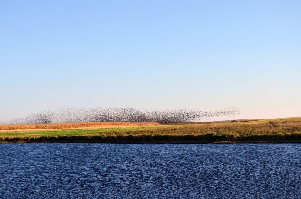 A huge dark flock of red-winged blackbirds stretched along the horizon above a lake