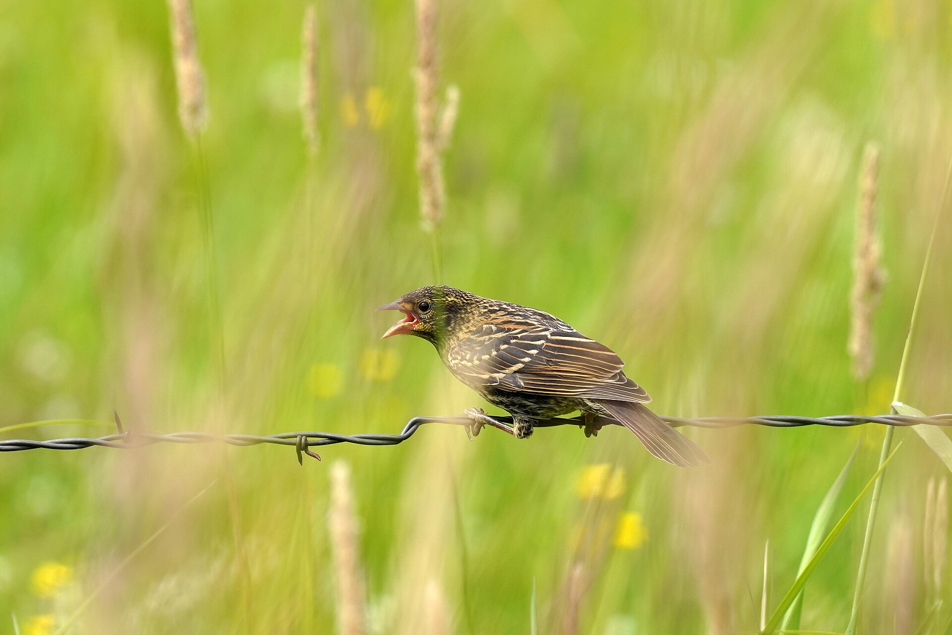 Speckled red-winged blackbird fledgling calling with its bill open on a wire