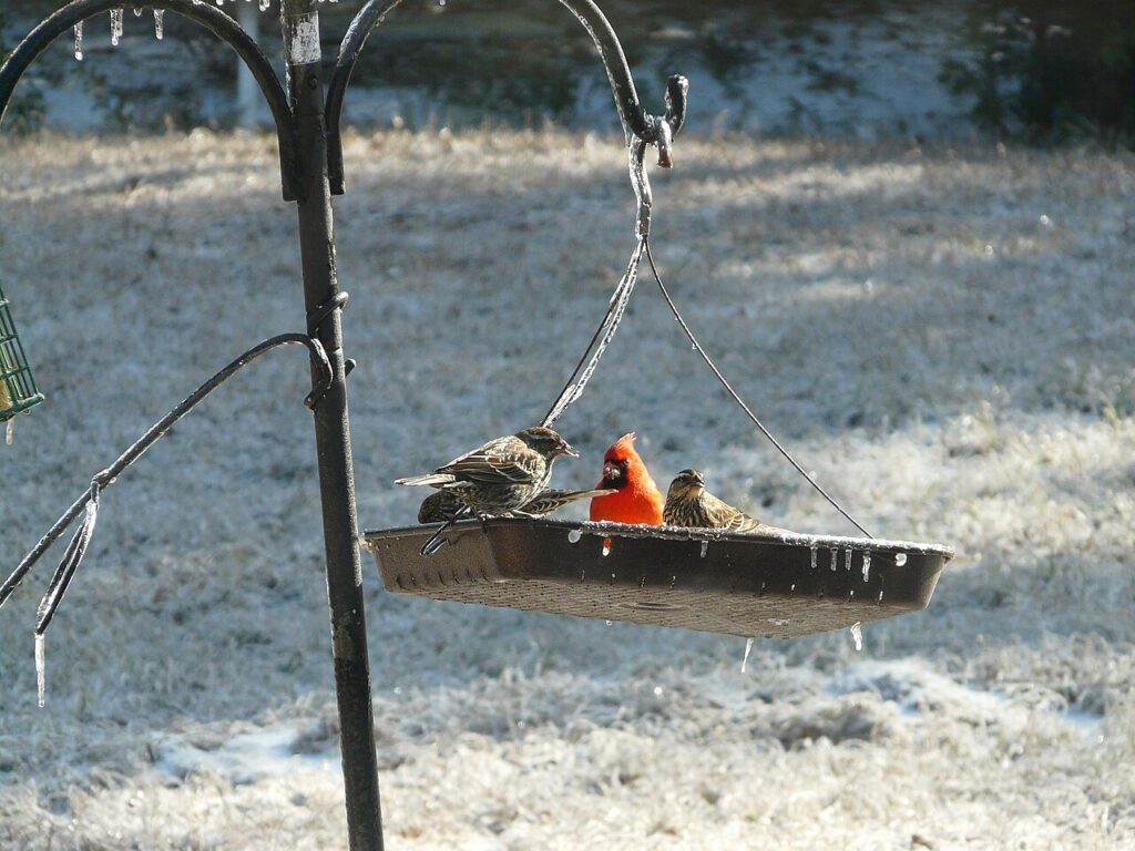 Red-winged blackbirds crowding a feeder next to a northern cardinal