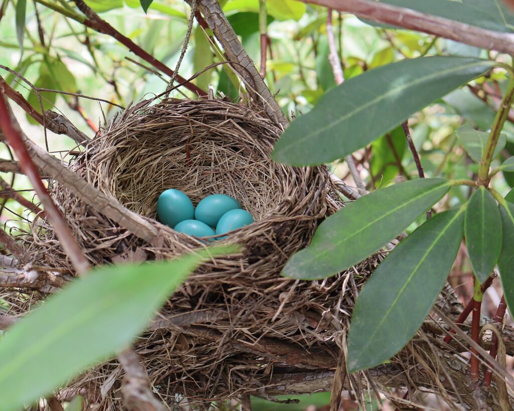 Four sky-blue American robin eggs in a grass nest in a rhododendron