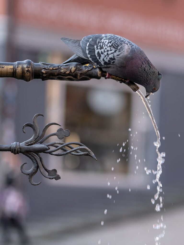 Rock pigeon drinking from a fountain spout