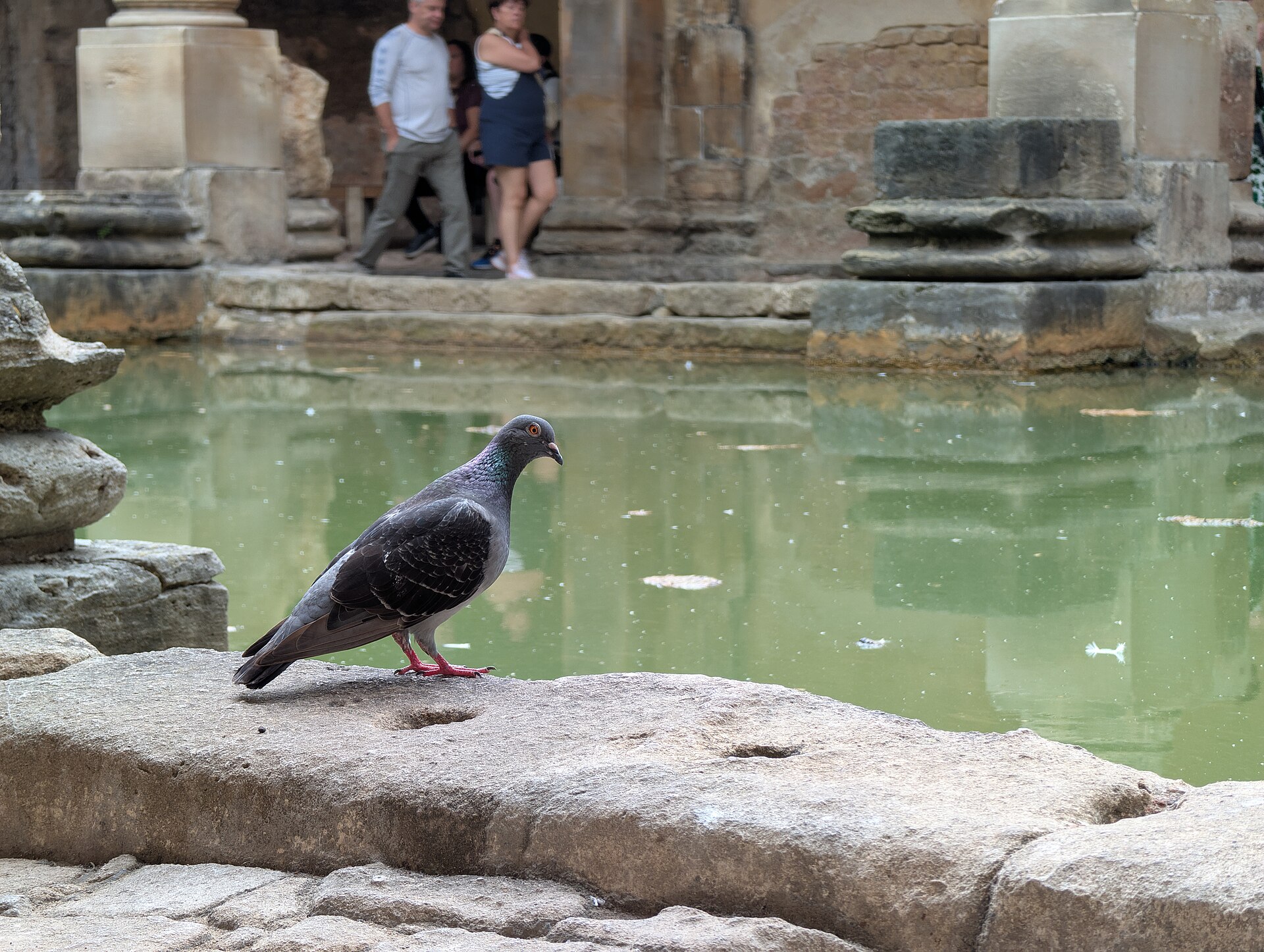 Rock pigeon standing on a stone ledge beside water