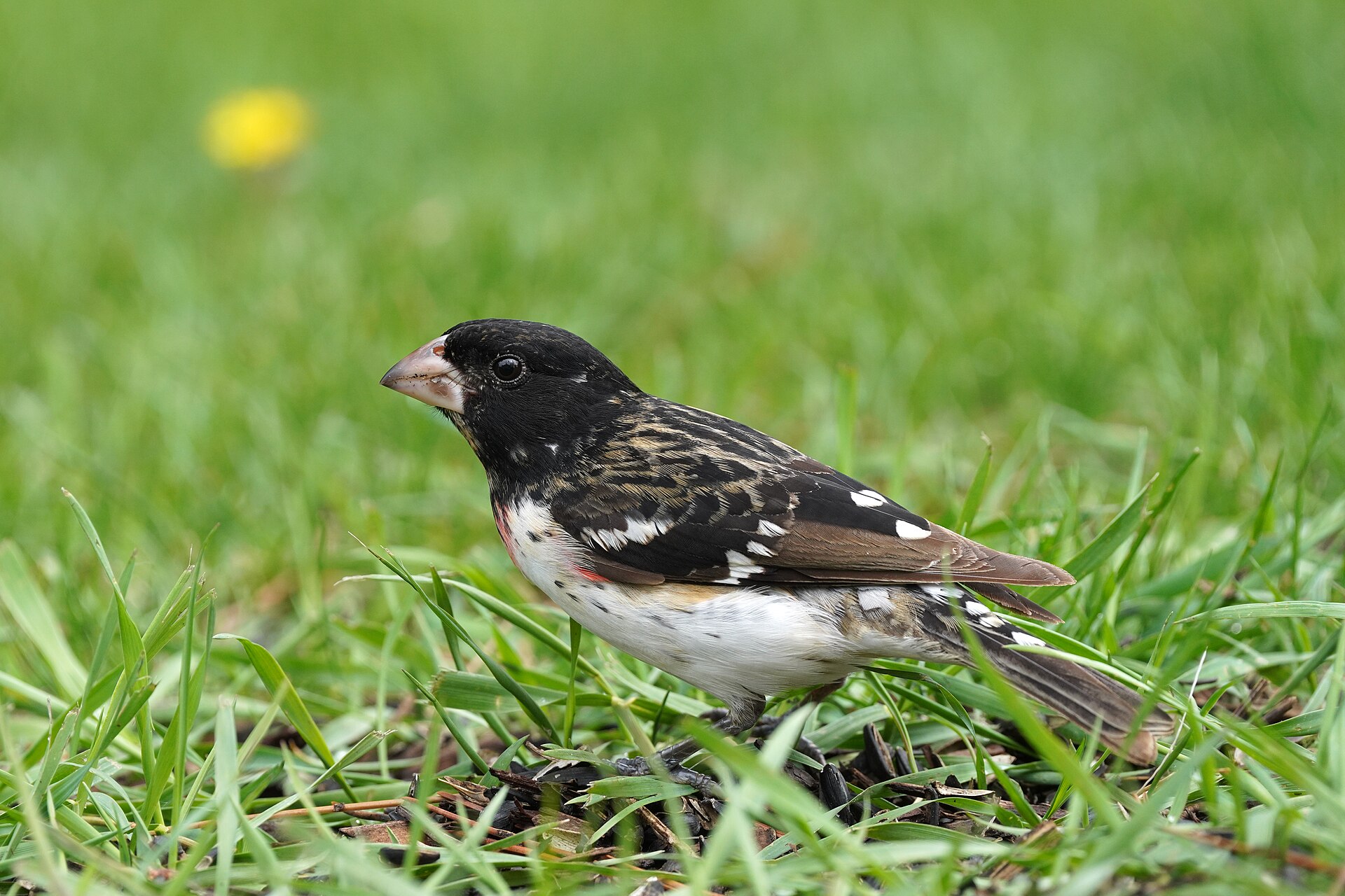 Male rose-breasted grosbeak with a rose-red chest patch on the grass
