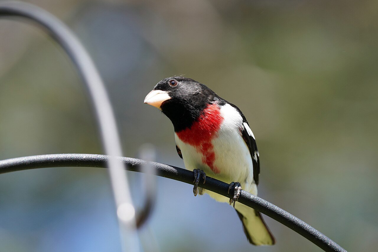 Male rose-breasted grosbeak perched above a feeder in spring