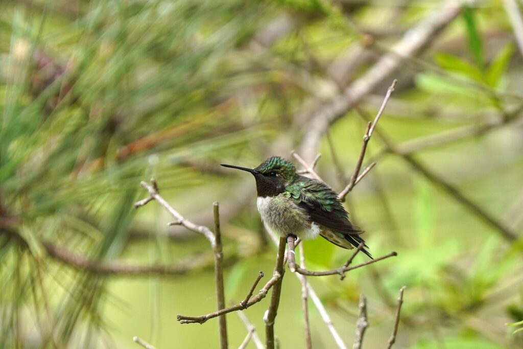 A ruby-throated hummingbird perched on a branch