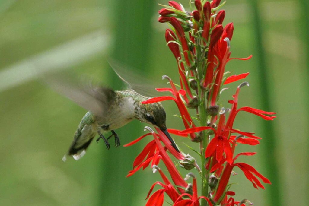 A ruby-throated hummingbird feeding at a red cardinal flower