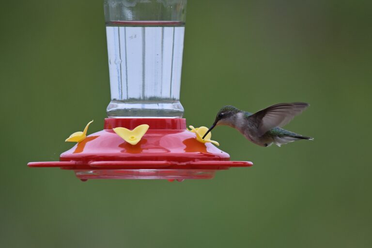 Ruby-throated hummingbird at a feeder