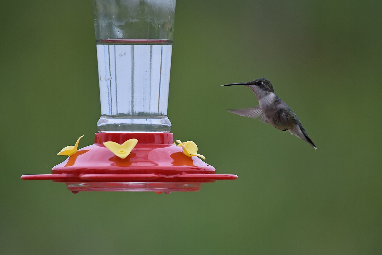 Female ruby-throated hummingbird drinking from a feeder port