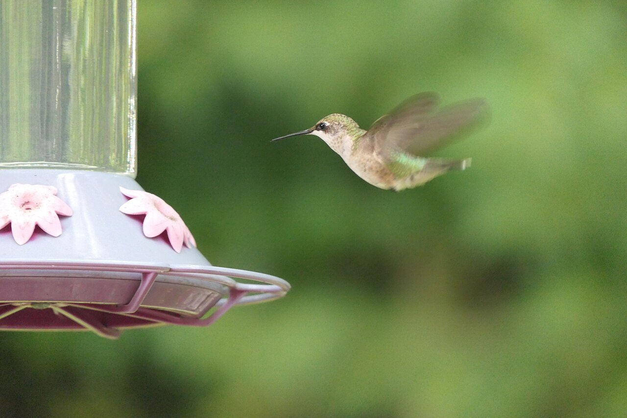 Ruby-throated hummingbird hovering at a feeder