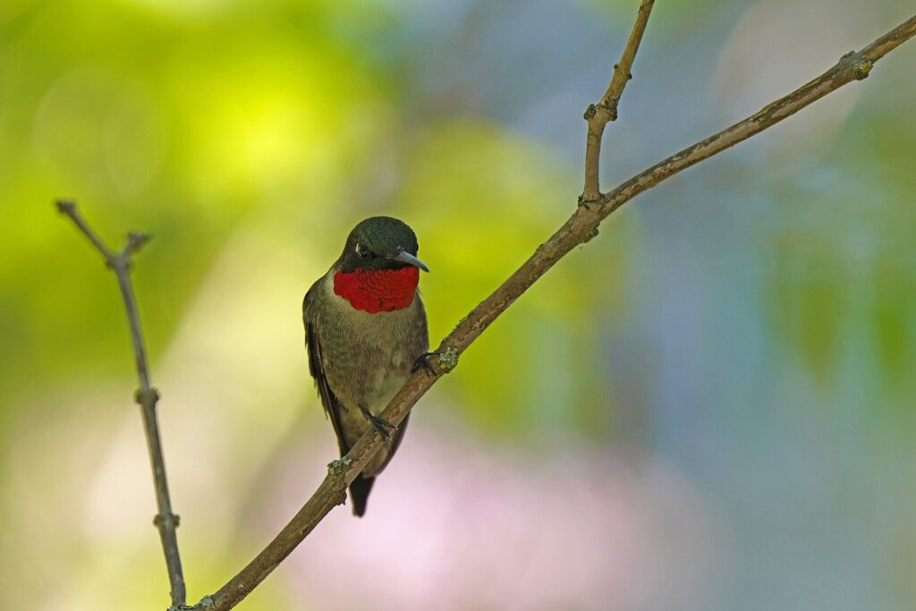 A male ruby-throated hummingbird showing its red throat