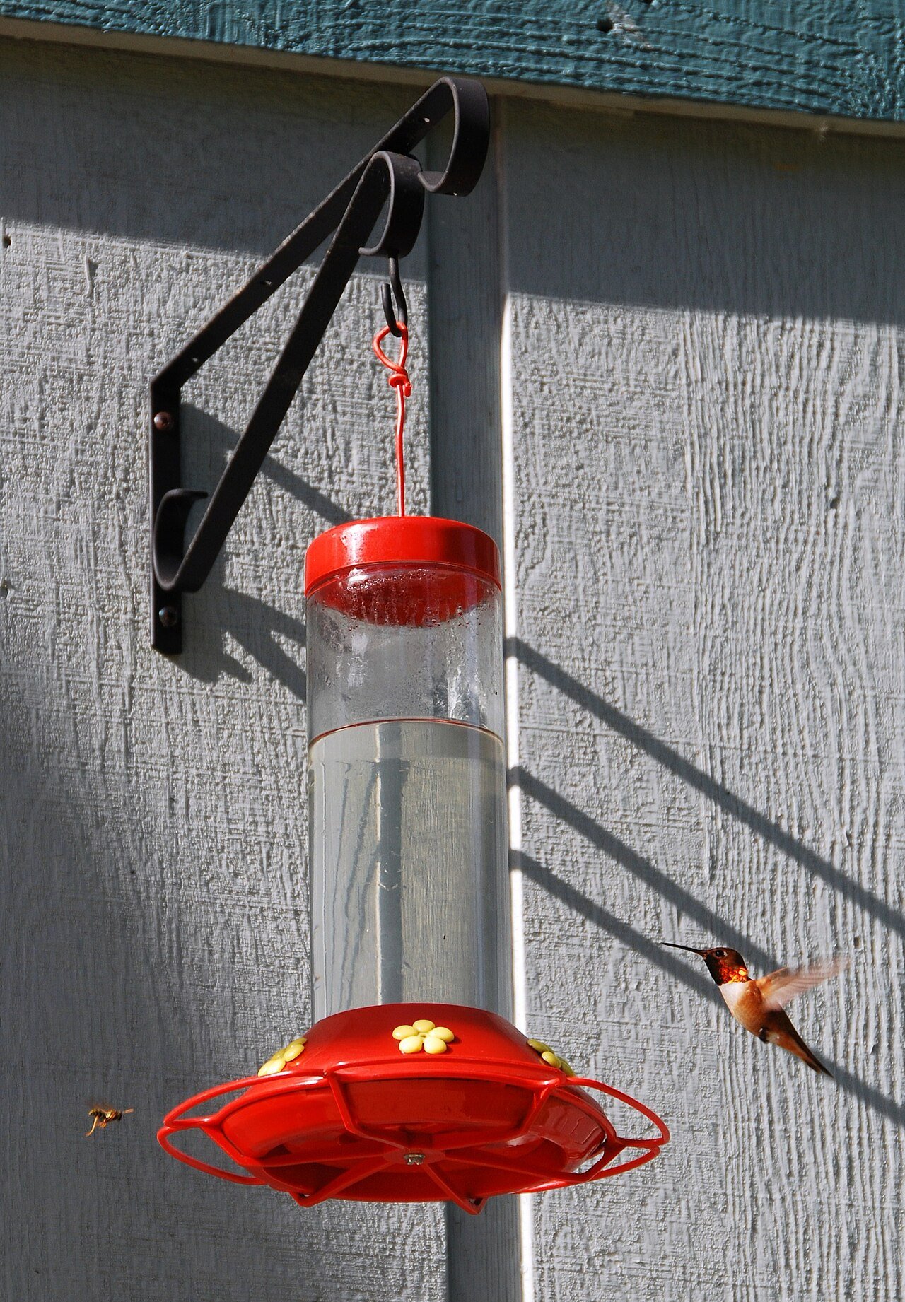 Male rufous hummingbird feeding at a feeder alongside wasps