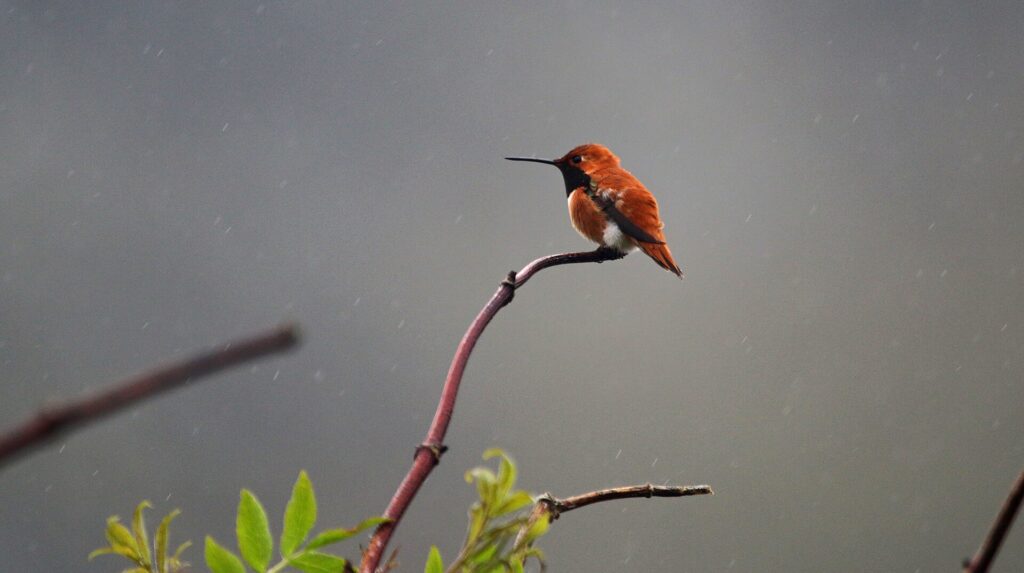 A male rufous hummingbird perched on a twig