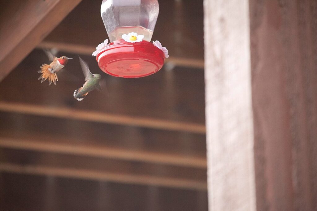 Female rufous hummingbird dodging a diving male at a feeder