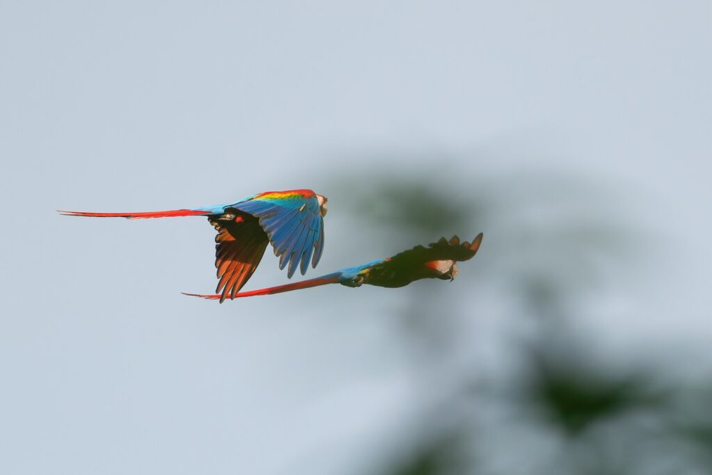 Scarlet macaw flying with wings spread against an overcast sky
