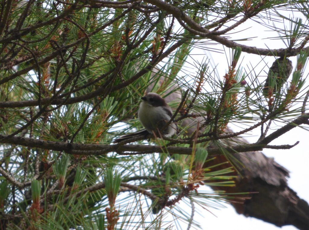 Shima enaga foraging among pine needles in shrine grounds in Hokkaido