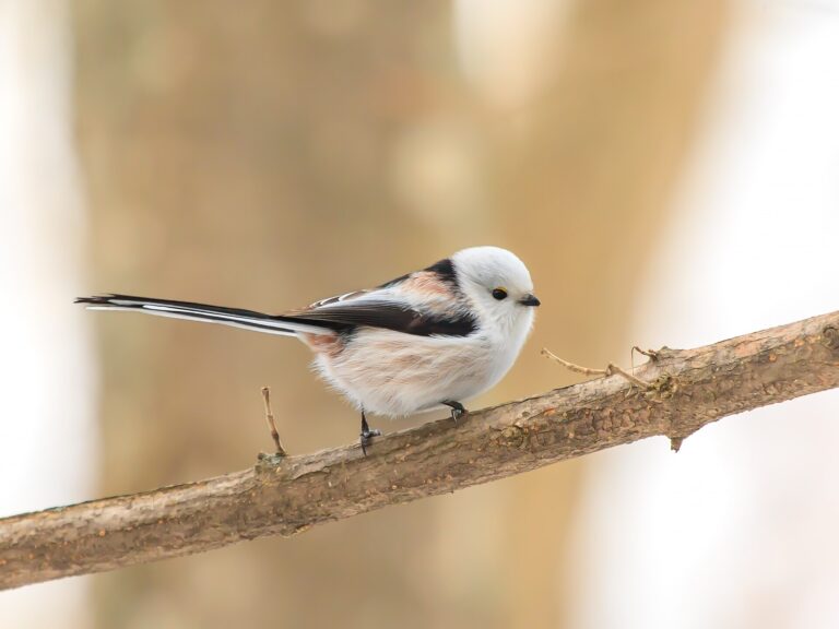 Shima enaga, the Japanese snow fairy bird