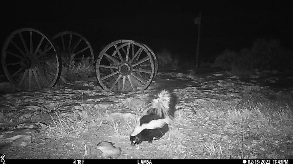 Skunk caught on a backyard trail camera at night