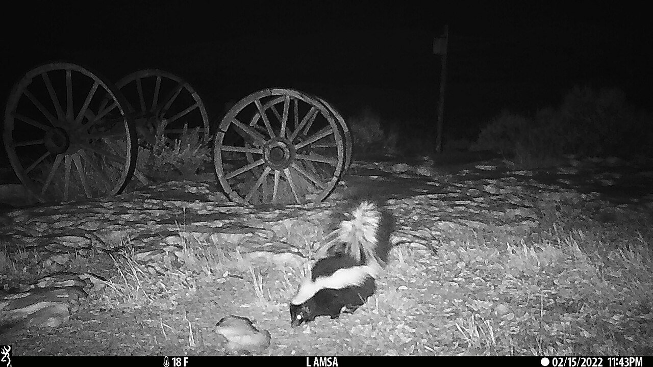 Skunk caught on a backyard trail camera at night
