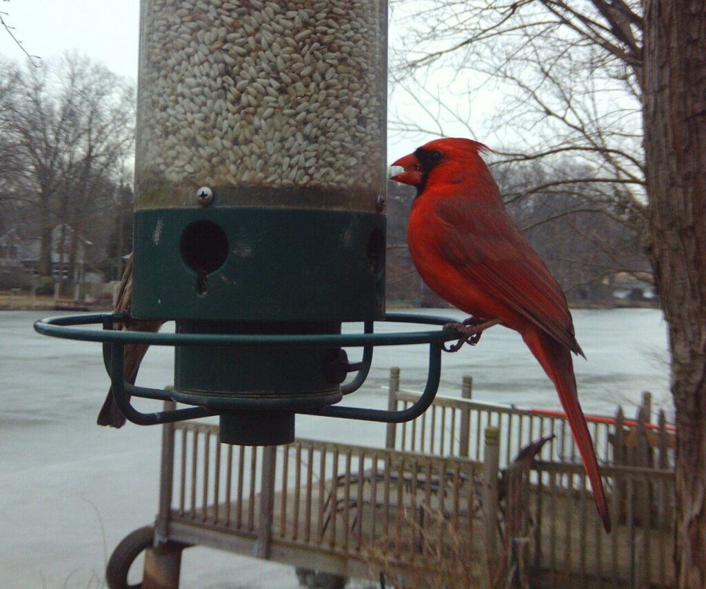 Male northern cardinal photographed by a feeder camera