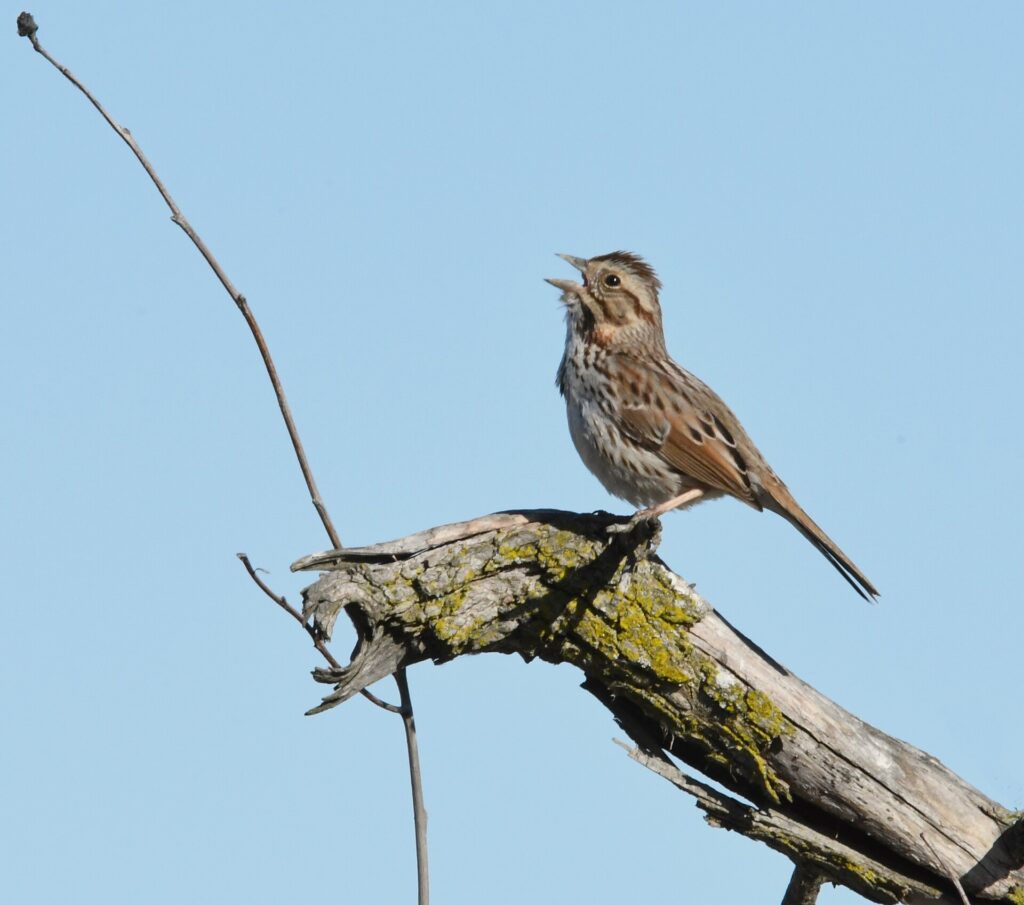 Song sparrow singing from a bare branch against a blue sky
