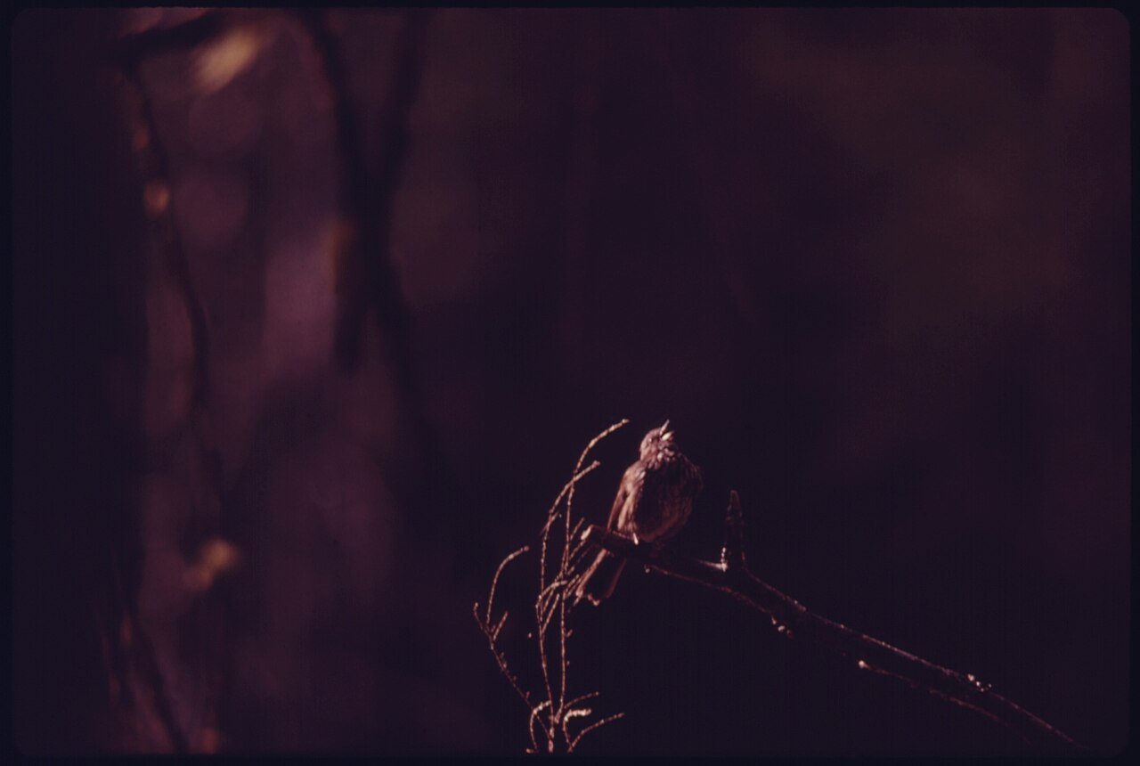 Song sparrow singing in morning light