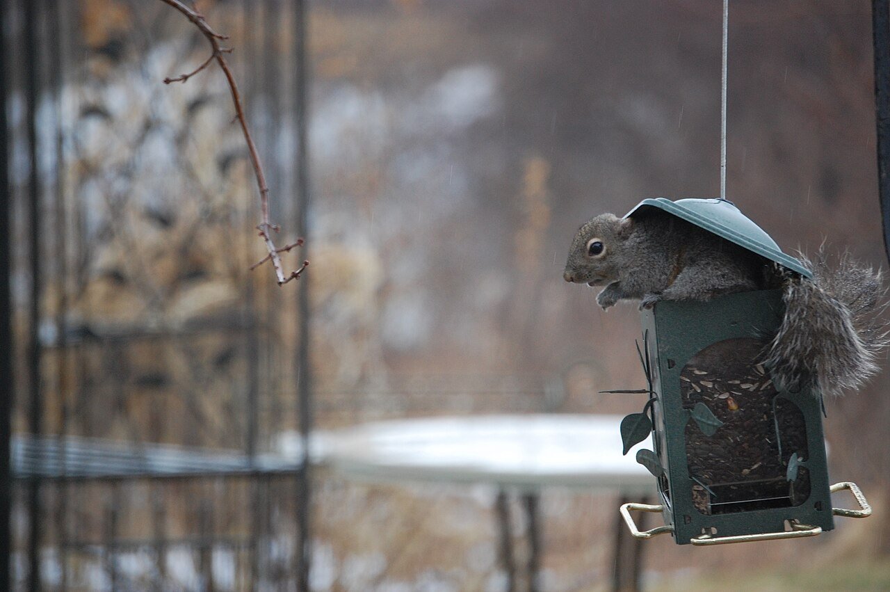 Gray squirrel eating from a hanging bird feeder