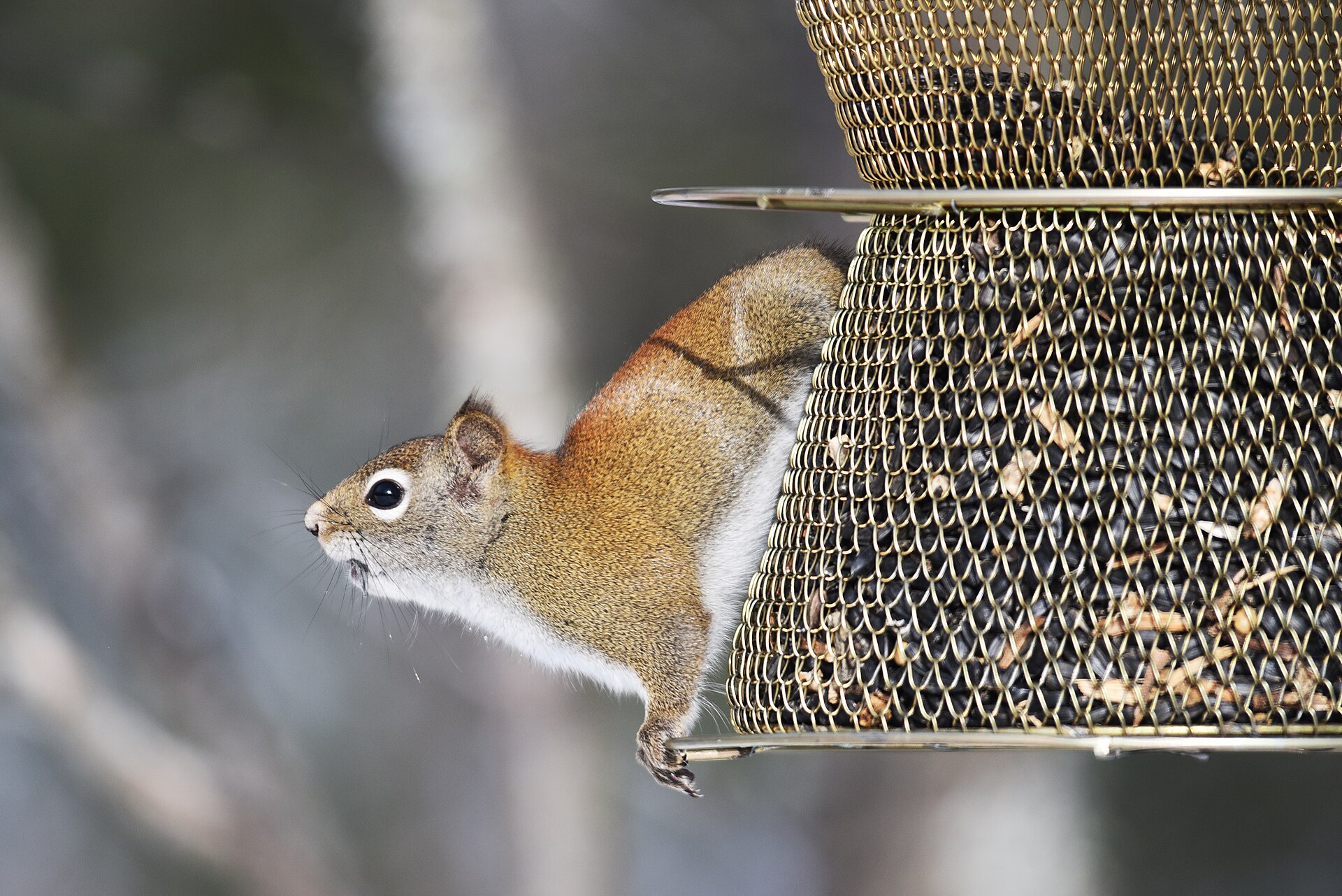 Red squirrel sitting on top of a bird feeder, the problem a pole baffle solves