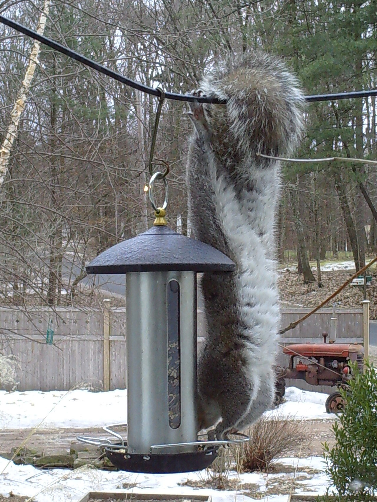 Squirrel climbing onto a tube bird feeder