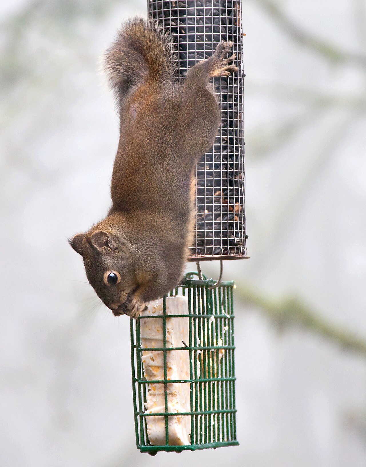 Squirrel hanging from a suet feeder