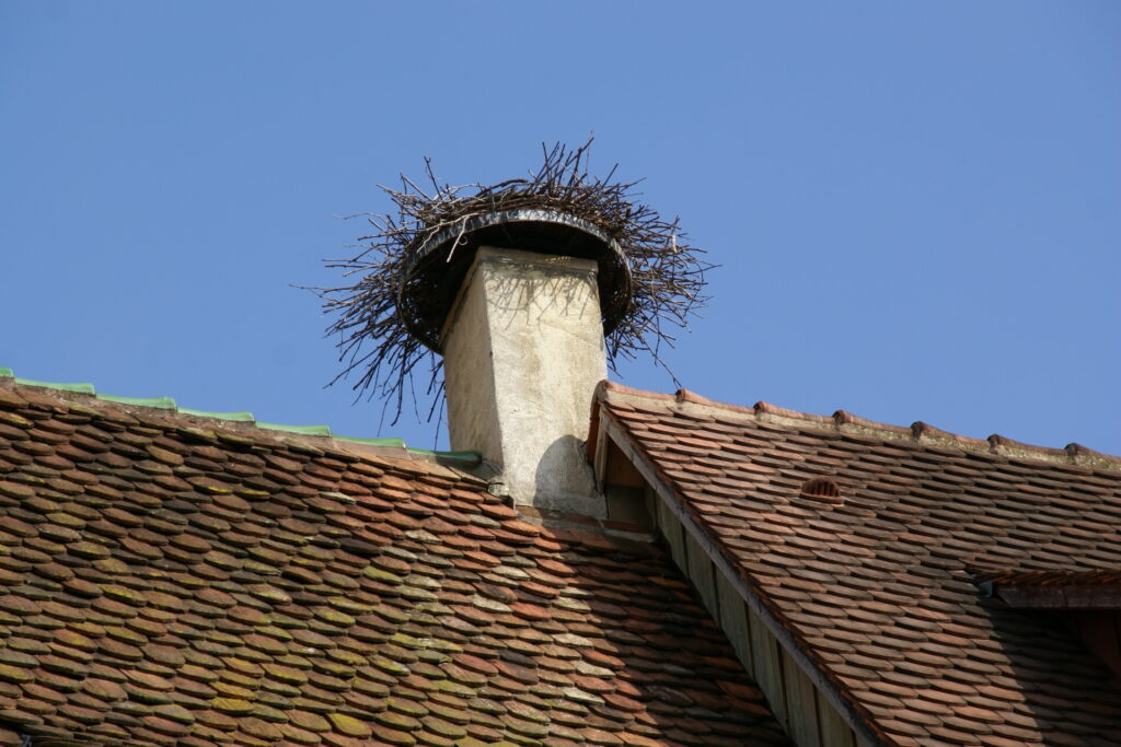 White stork nest built on top of a chimney on a tiled roof in Obernai, Alsace, France
