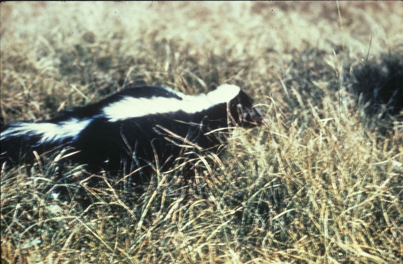Striped skunk foraging