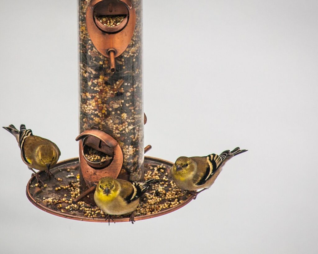 Three American goldfinches in winter plumage at a feeder