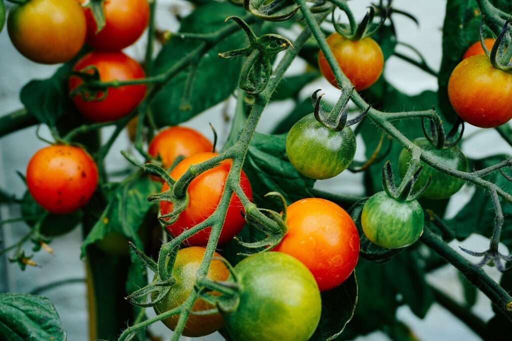 Ripe red tomatoes hanging on the vine