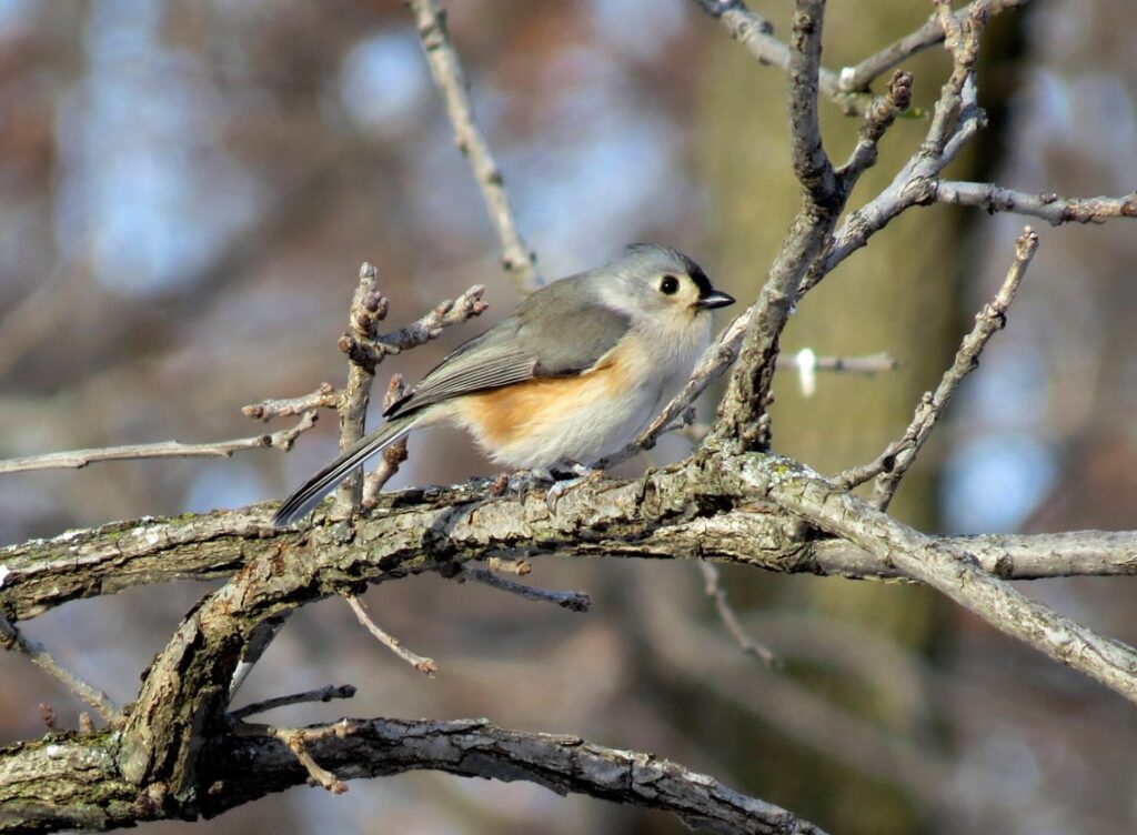 A tufted titmouse perched on a branch