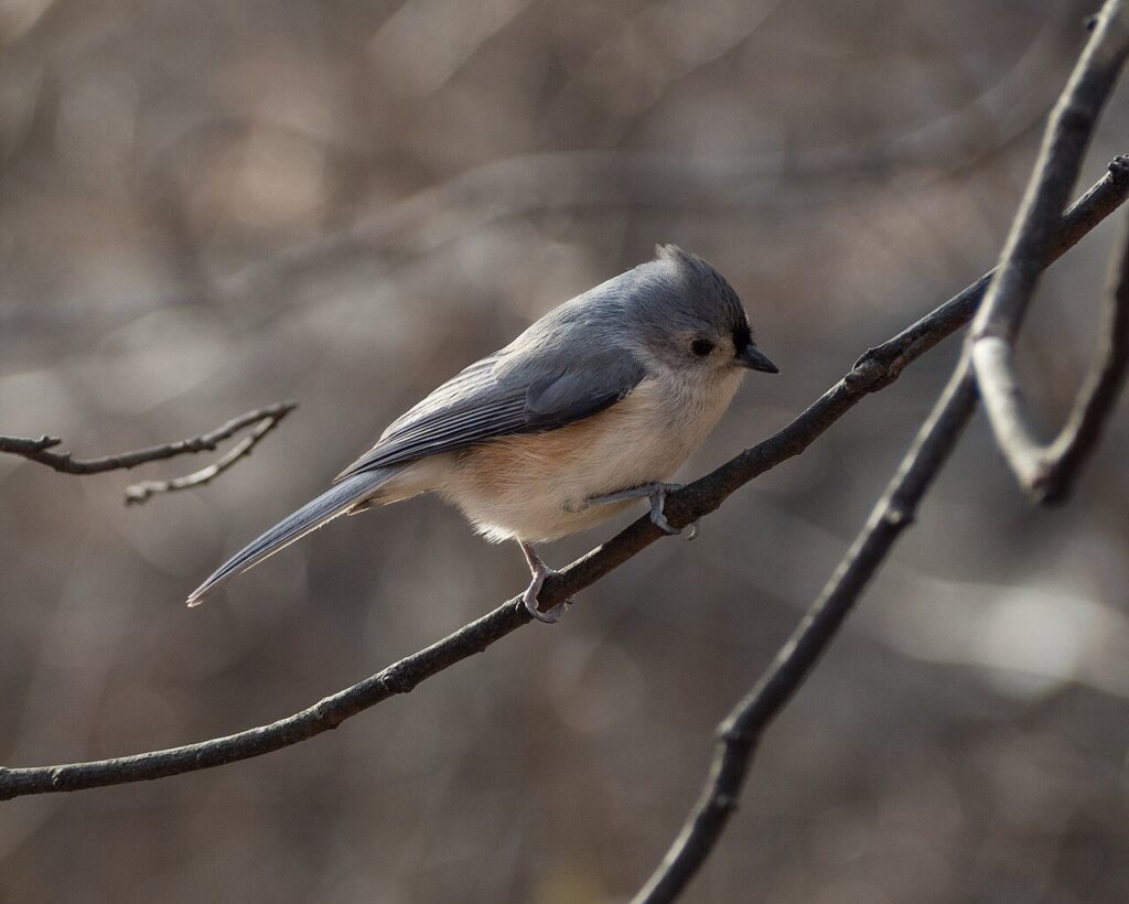 Tufted titmouse, a small gray bird with a white belly and crest