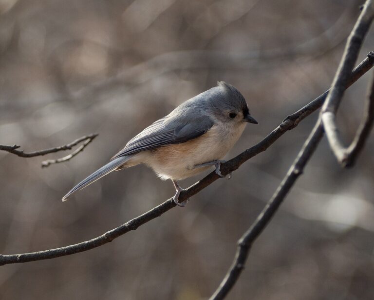 Tufted titmouse perched on a bare branch