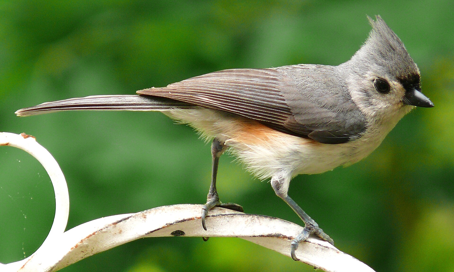 Tufted titmouse showing its gray pointed crest, white belly and large dark eye
