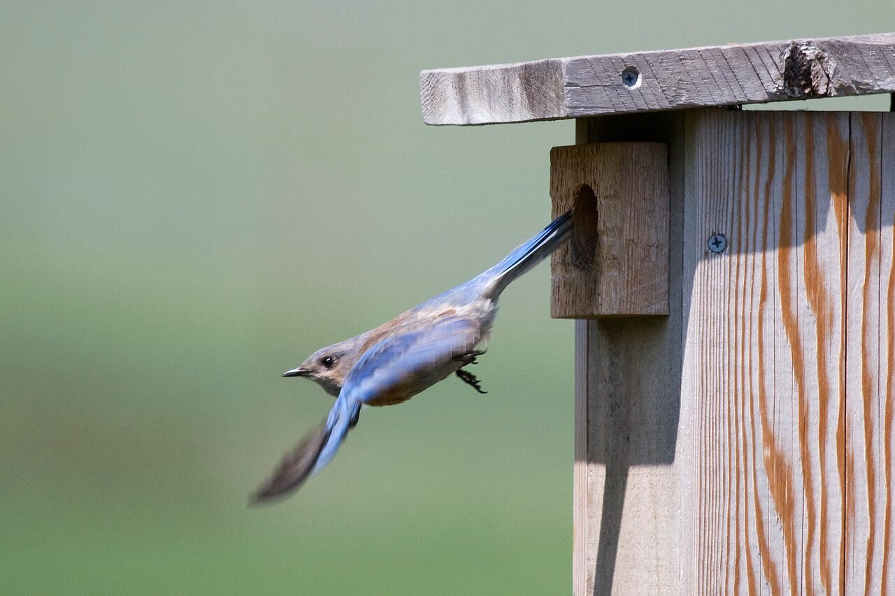 Western bluebird pair at a nest box
