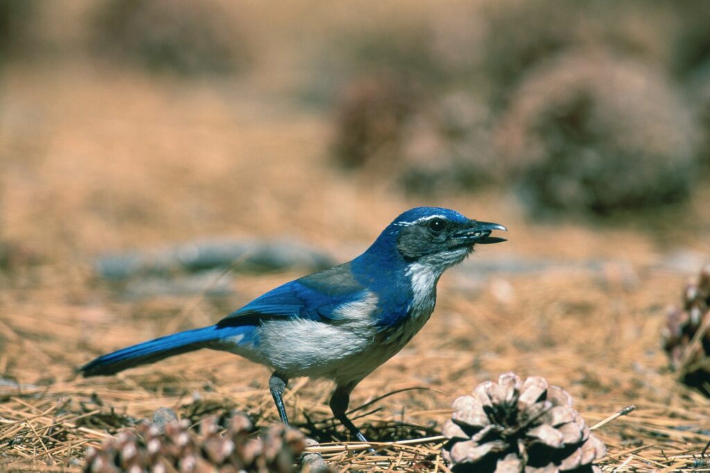 A scrub-jay standing on sandy ground