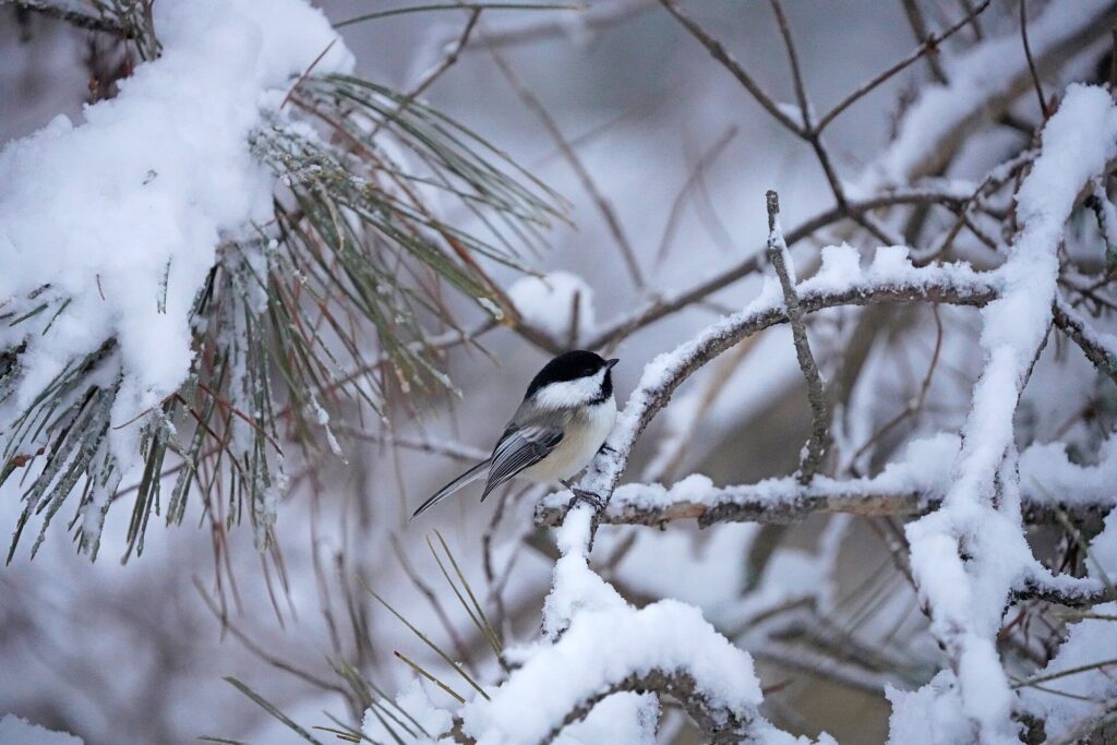 Black-capped chickadee in winter