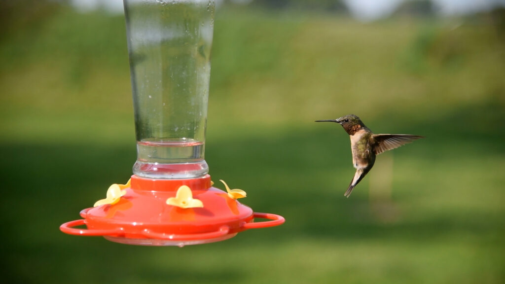 Ruby-throated hummingbird at a feeder