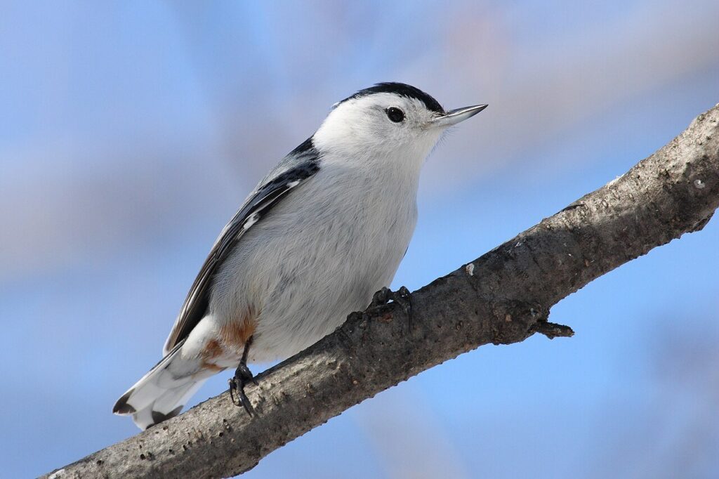 White-breasted nuthatch clinging to bark