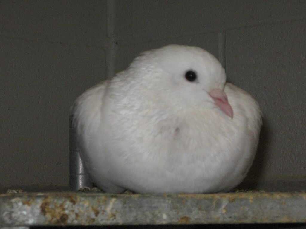 A white pigeon resting on a ledge