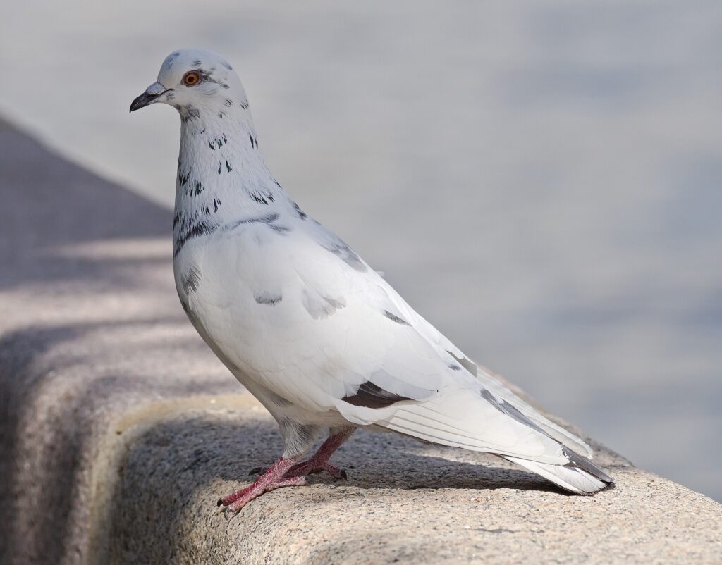 A mostly white feral pigeon with a few dark speckles