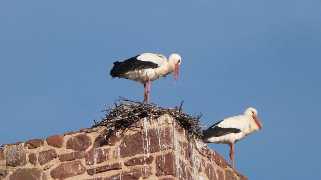 Two white storks standing on a large stick nest on a stone tower in Portugal