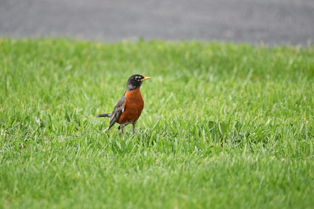 American robin hunting worms on a lawn