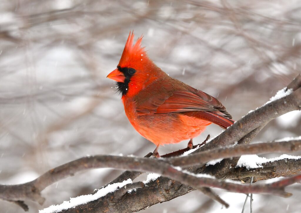 Northern cardinal