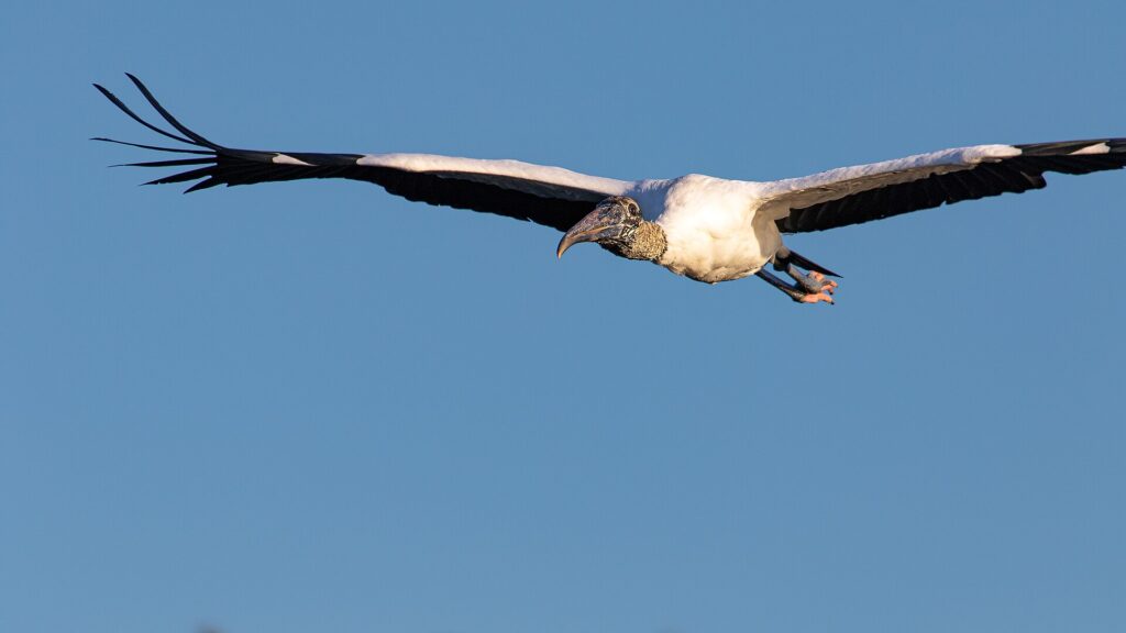 Wood Stork flying with neck and legs outstretched, showing black flight feathers