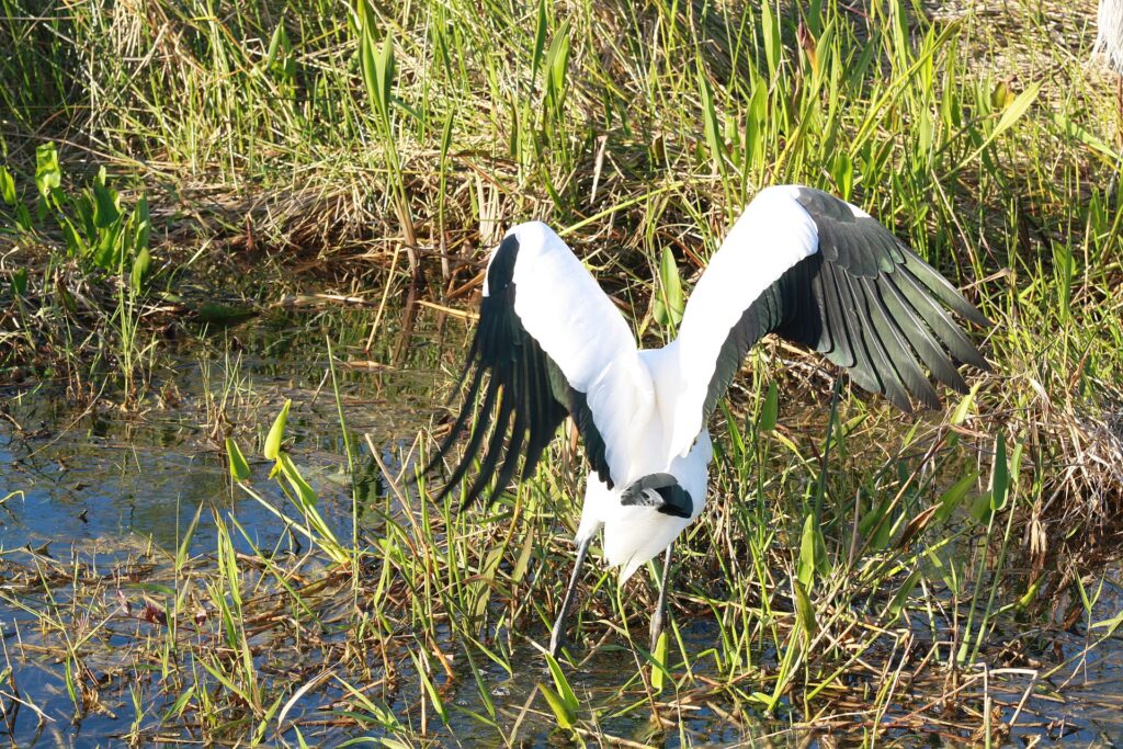 Wood Stork spreading its wings to take off from a shallow wetland in Everglades National Park